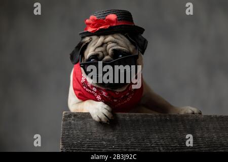 Wunderbarer Pug mit Blick auf die Seite, legen, sitzen und ruhen auf einer Holzkiste, tragen einen Hut, eine Sonnenbrille und einen roten Bandana auf einem schwarzen Rücken Stockfoto