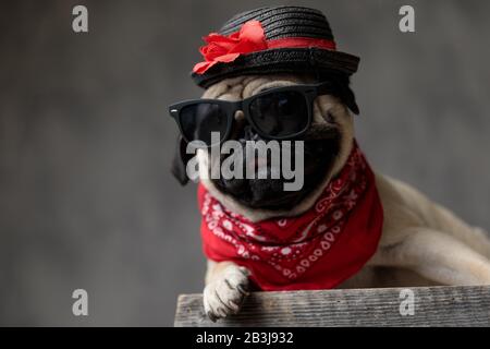 Süßer Pug, der sich ausruht und einen Hut, eine Sonnenbrille und eine rote Bandana trägt, die Zunge aufhält und herausragt, nach der Seite schaut und sich auf eine Holzkiste legt Stockfoto