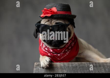 Wunderbarer Pug, der auf einer Holzkiste aufliegt und einen Hut, eine Sonnenbrille und einen roten Bandana trägt, der auf grauem Hintergrund zur Seite blickt Stockfoto