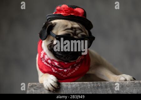 Liebenswürdig junger Pug, der Banana, Sonnenbrille und Hut trägt und sich im Studio auf eine Holzkiste legt Stockfoto