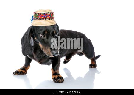 Stehender niedlicher Teckel-Welpen-Hund mit schwarzem Fell und traditionellem Hut auf weißem Studiohintergrund Stockfoto