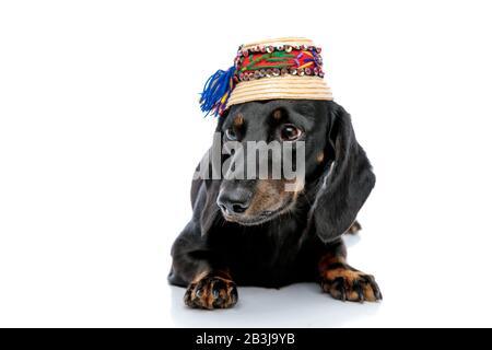 Winziger Teckel-Welpen-Hund mit schwarzem Fell und traditionellem Hut auf weißem Studiohintergrund liegend Stockfoto