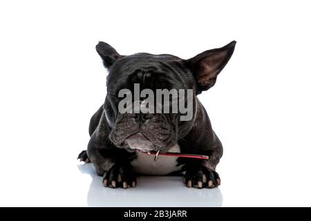 Schmückender kleiner französischer Bulldog mit roter Leine und schwarz-weißem Fell, das mit geschlossenen Augen aufliegt Stockfoto