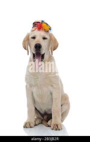 Der süße elabrador Retriever mit rumänischem traditionellen Strohhut ist müde und schwelgt auf weißem Hintergrund Stockfoto