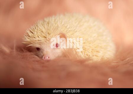 Entzückender winziger Igel, der sich auf dem flauschigen Fell darunter auf pinkfarbenem, weichem Studiohintergrund auflegt und den Kopf ruht Stockfoto