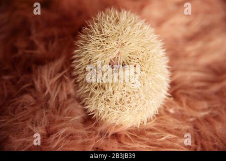 Süßer kleiner Igel, der sich auf dem Rücken auflegt und sich in seinen Spitzen auf pinkfarbenem, weichem Studiohintergrund versteckt Stockfoto