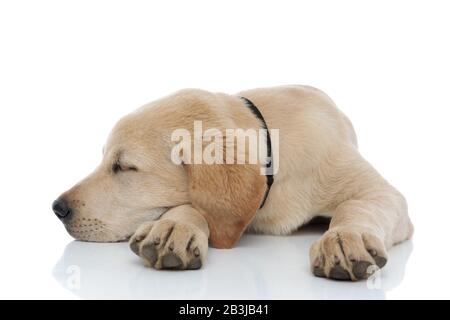 Ein wunderbarer Labrador Retriever Welpe nimmt ein Nickerchen mit Kopf auf der Pfote auf weißem Hintergrund Stockfoto