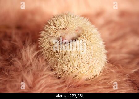 Bezaubernde winzige Igel legen sich auf den Rücken und verstecken sich spielerisch in ihren Stacheln, wobei das Gesicht teilweise auf pinkfarbenem, weichem Studiohintergrund belichtet ist Stockfoto