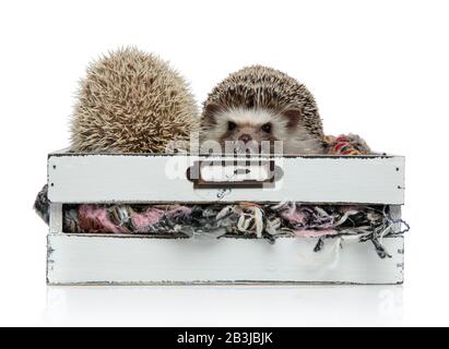 Zwei Igel stehen nebeneinander in einem Kasten mit Wolle, auf weißem Grund, ganzem Körper Stockfoto