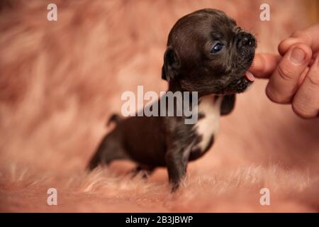 Seitenansicht eines Hundes, der den Finger einer Person in einer flauschigen Umgebung beißt Stockfoto