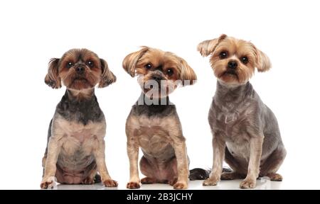 Adlige yorkshire Terrier, die in einer Reihe sitzen, isoliert auf weißem Hintergrund im Studio, voller Körper Stockfoto