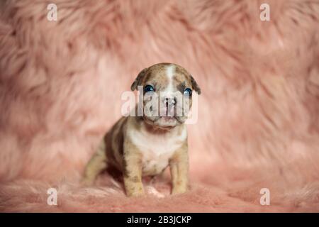 Vorderansicht eines Hundes, der mit einem tiefen Blick auf sein Gesicht in einer flauschigen Umgebung steht Stockfoto