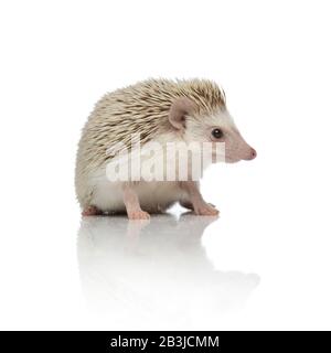 Süßer Igel, der zur Seite schaut und isoliert auf weißem Hintergrund im Studio sitzt, voller Körper Stockfoto