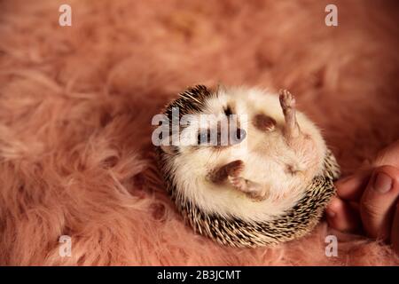 Entzückender winziger Igel, der sich auf den Rücken legt und knudelt, während er von seinen Stacheln auf pinkfarbenem weichem Hintergrund gepackt wird Stockfoto