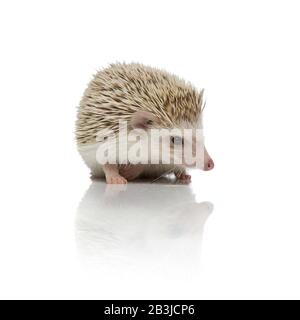 Wunderbarer, auf weißem Hintergrund sitzender Hodgehog im Studio, voller Körper Stockfoto