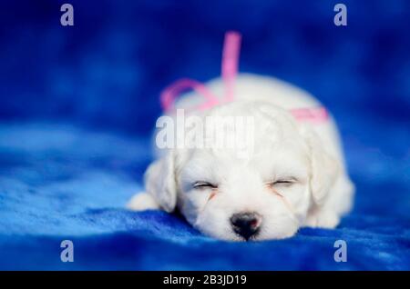 Wunderbarer Bichon-Rüschen-Welpe mit einem rosafarbenen Bogen, der auf einer blauen Decke schläft. Studio Shot, geringe Schärfentiefe. Stockfoto