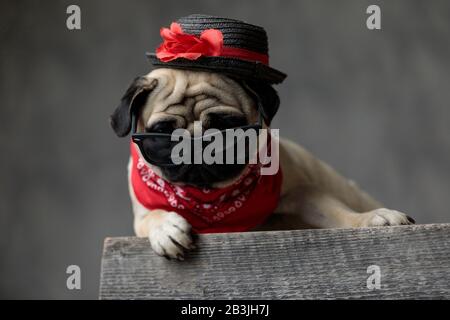 Wunderbarer Pug, der einen schwarzen Hut, eine Sonnenbrille und einen roten Bandana um den Hals trägt, sich auf einen Holzkiste auf grauem Grund legt und ruht Stockfoto