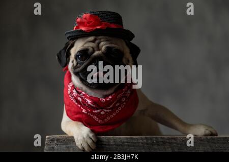 Süßer Pug, der in einer Holzkiste aufliegt und die Zunge herausragt, sich hinlegt, ruht und sitzt, in einem Studio mit g einen schwarzen Hut und eine rote Bandana trägt Stockfoto