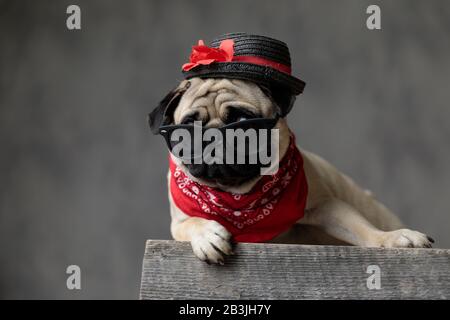 Wunderbarer Pug, der auf einer Holzkiste ruht und sich auflegt, einen Hut, eine Sonnenbrille und eine rote Bandana auf grauem Grund trägt Stockfoto