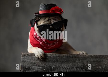 Lustiger Pug, der sich auf einer Holzkiste auflegt, sitzt und ruht, einen schwarzen Hut trägt, eine Sonnenbrille und eine rote Bandana um den Hals auf einem grauen Hintergross Stockfoto