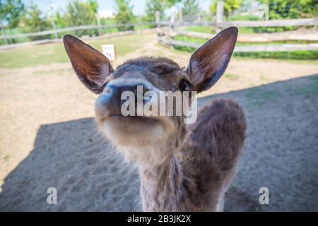 Nahaufnahme eines Brachenden Deer Buck Dama Dama Dama. Falow Deer Dama Hind mit Blick auf die Kamera, während sie auf einer Glade grasen. Chleby, Tschechien. Sonniges Wetter. Stockfoto