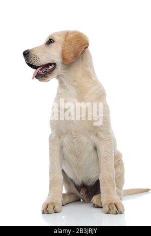 Das pantürende Labrador Retriever Puppy blickt auf weißen Hintergrund von einer Seite zur anderen Stockfoto