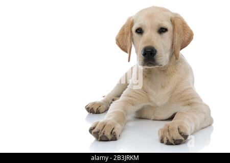 Der junge Labrador Retriever Welpen Hund liegt auf weißem Hintergrund Stockfoto