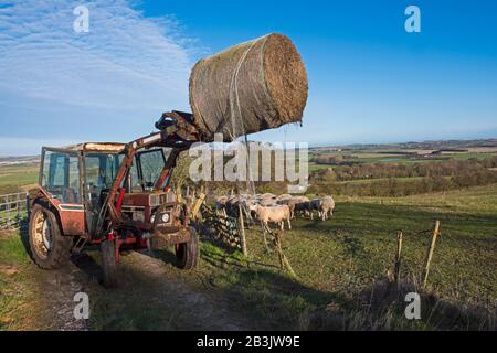 Panoramablick auf die ländliche Landschaft Bauernlandschaft mit Schaffeldern und Traktoren Stockfoto