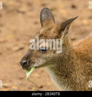 Porträt eines Kängurus, das eine Blattseite im Zoo isst Stockfoto