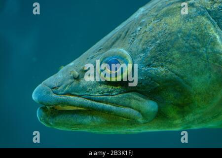 Porträt des großen Fischschwimmens im Aquarium im Zoo Stockfoto