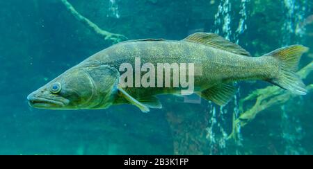 Große Fische schwimmen im Aquarium im Zoo Stockfoto