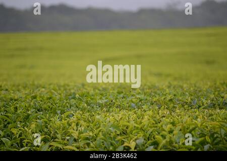 Großes, nebeliges Feld von Teepflanzen auf einer Plantage in Far North Queensland, Australien Stockfoto