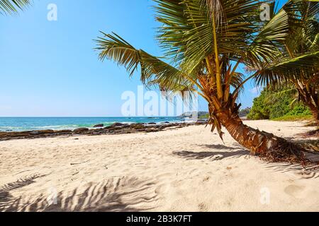 Palmenbaum an einem tropischen Strand, Sommerferienkonzept, Sri Lanka. Stockfoto