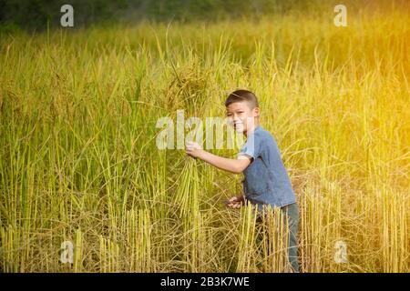 Asiatischer Jungenbauer hält Reispflanzen auf gelbem Reisfeld Stockfoto