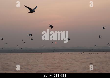 Vögel fliegen während des Sonnenaufgangs über den heiligen Ganges River Stockfoto