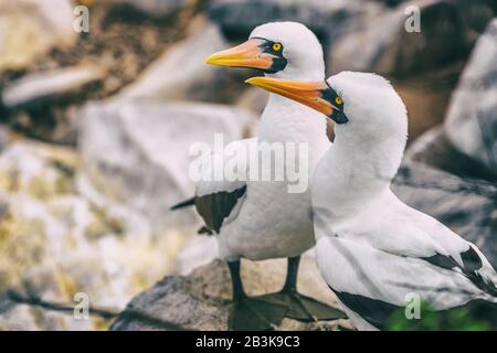 Nazca Booby - Tiere und Tierwelt von Galapagos. Ein Paar nazca-Boobies, die nisten, Dieser Vogel ist auf den Galapagos-Inseln, Ecuador, Südamerika, heimisch. Stockfoto