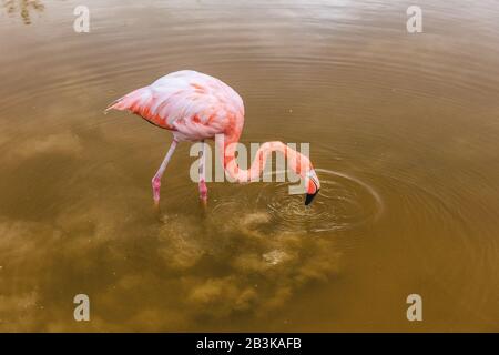 Galapagos Greater Flamingo füttert Spaziergänge in der Flussmünde der Lagune und Feuchtgebiete auf Isabela Island. Natur und Tierwelt auf den Galapagos-Inseln, Ecuador, Südamerika. Stockfoto