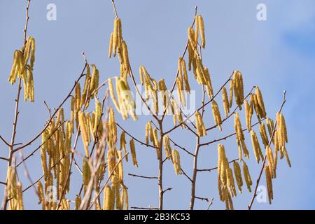 Viele männliche Catkins hängen Mitte Februar in einem Garten in Nürnberg an den Zweigen eines gemeinen Haselstrauch gegen Himmel Stockfoto