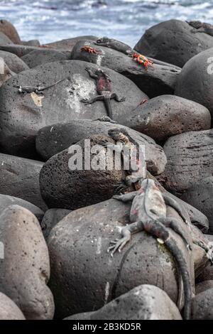 Galapagos Inseln Weihnachten Iguana auf Espanola Island, Galapagos. Männliche Marine Iguanas und Sally lightfoot Krabben. Erstaunliche Tiere Tierwelt und Natur auf den Galapagos-Inseln, Ecuador, Südamerika. Stockfoto