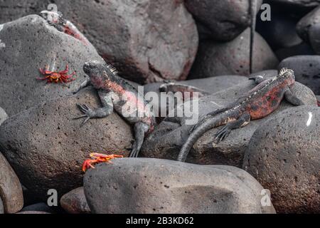 Galapagos Weihnachten Iguana auf der Insel Espanola auf den Galapagos-Inseln. Männliche Marine Iguanas und Sally lightfoot Krabben. Erstaunliche Tiere Tierwelt und Natur auf den Galapagos-Inseln, Ecuador, Südamerika. Stockfoto