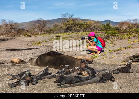 Naturfotograf auf Galapagos mit Blick auf Galapagos Seelöwen und Meeresiguane, Foto von Galapagos Abenteuerurlaub, Insel Puerto Egas (Egas-Hafen) Santiago, Ecuador Stockfoto