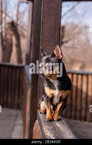 Hund geht auf die Straße. Chihuahua Hund für einen Spaziergang. Chihuahua schwarz, braun und weiß. Stockfoto