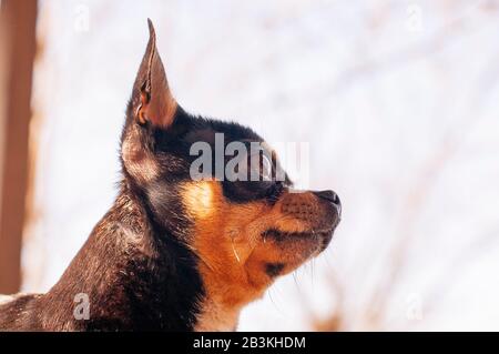 Hund geht auf die Straße. Chihuahua Hund für einen Spaziergang. Chihuahua schwarz, braun und weiß. Stockfoto