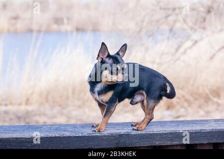 Weisse Und Braune Chihuahua Hunde In Einem Karton Stockfotografie Alamy