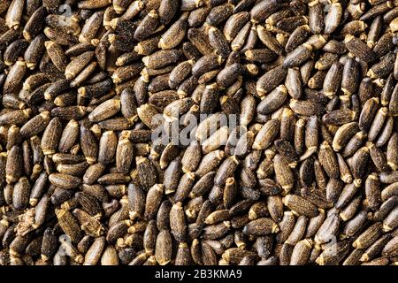 Milch-Distel-Samen. Muster der Samen. Draufsicht. Stockfoto