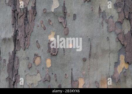 Dies ist eine Nahaufnahme der Rinde von Sycamore (Ebenen). Die reife Rinde schält sich in unregelmäßig geformten Flecken ab und erzeugt einen Melange. Stockfoto