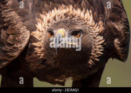 Golden eagle Stockfoto