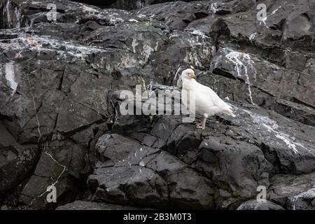 Snowy sheathbill (Chionis alba oder Chionis albus). Dieses stämmig Vogel ist eine Art Schnitzeljagd. Es stiehlt Nahrung von anderen Vögeln und auch Eier, kleine schicke Stockfoto