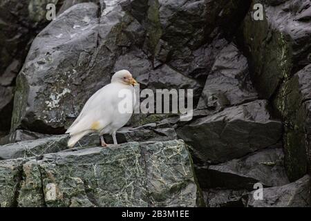 Snowy sheathbill (Chionis alba oder Chionis albus). Dieses stämmig Vogel ist eine Art Schnitzeljagd. Es stiehlt Nahrung von anderen Vögeln und auch Eier, kleine schicke Stockfoto