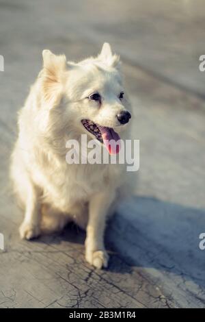 Ein weißer Pommerscher Hund Stockfoto